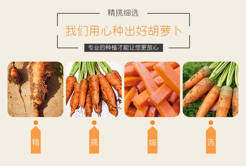 開(kāi)封特產(chǎn) 新鮮現(xiàn)挖胡蘿卜，沙土孕育的甘甜滋味